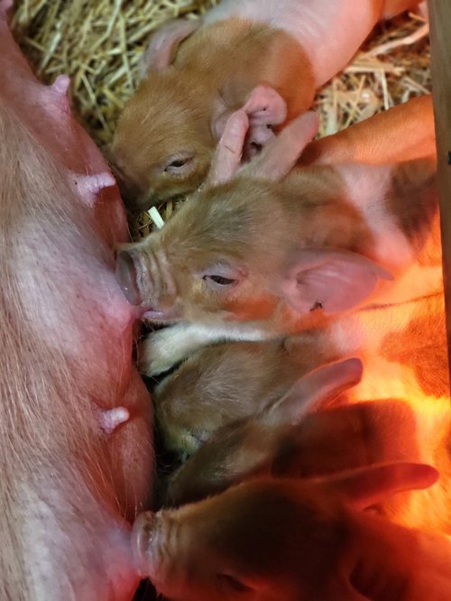 Piglets nursing from their mother in a cozy barn setting, surrounded by straw and warm lighting.