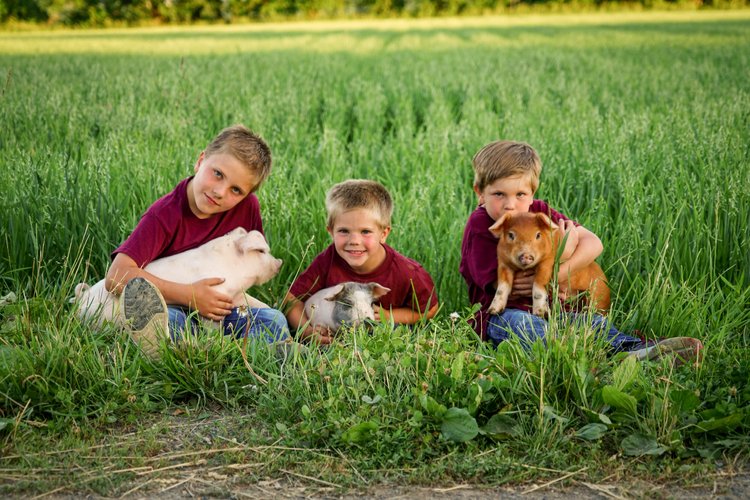 Three young boys sitting in a grassy field, each holding a small animal, including a piglet and a kitten, wearing matching maroon shirts, showcasing a joyful moment of childhood and farm life.